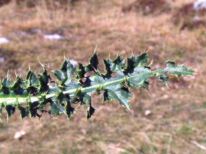 Carduus deflorato L. subsp. tridentinus (Evers) Ladurner